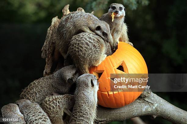 Meerkats at Bristol Zoo Gardens investigate a special carved pumpkin that has been left as a special Halloween treat in their enclosure on October...