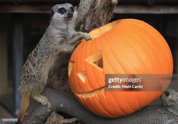 Meerkat at Bristol Zoo Gardens investigates a special carved pumpkin that has been left as a special Halloween treat in its enclosure on October 28,...