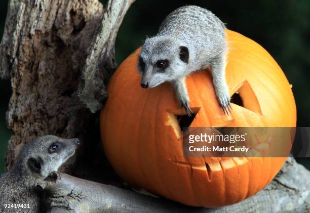 Meerkats at Bristol Zoo Gardens investigate a special carved pumpkin that has been left as a special Halloween treat in their enclosure on October...