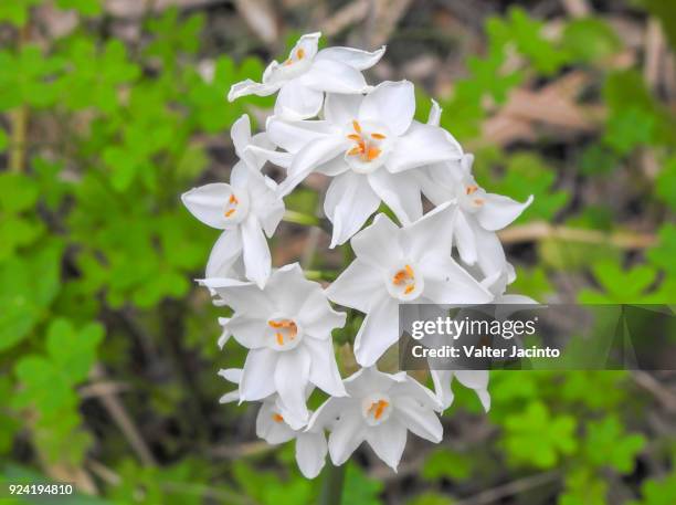 paperwhite narcissus (narcissus papyraceus) - narcissus mythological character 個照片及圖片檔