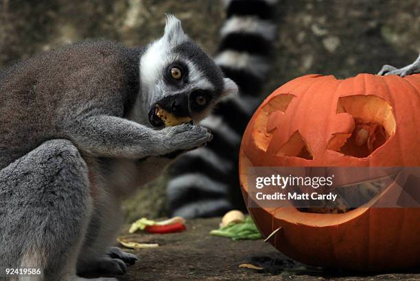 Ring-tailed lemurs at Bristol Zoo Gardens investigate a special carved pumpkin that has been left as a special Halloween treat in their enclosure on...