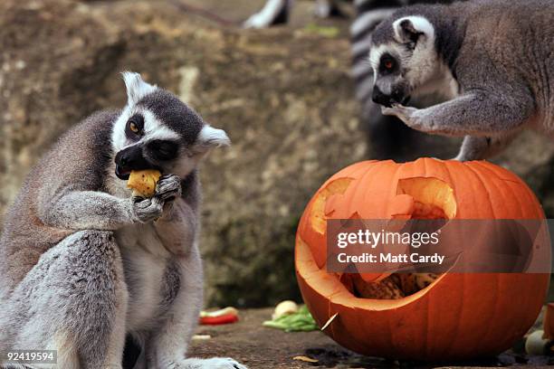 Ring-tailed lemurs at Bristol Zoo Gardens investigate a special carved pumpkin that has been left as a special Halloween treat in their enclosure on...