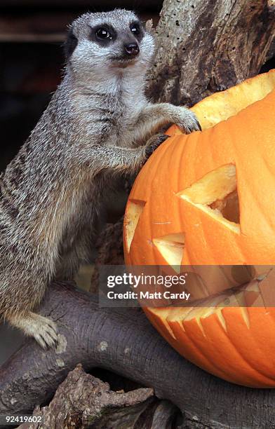 Meerkat at Bristol Zoo Gardens investigates a special carved pumpkin that has been left as a special Halloween treat in its enclosure on October 28,...