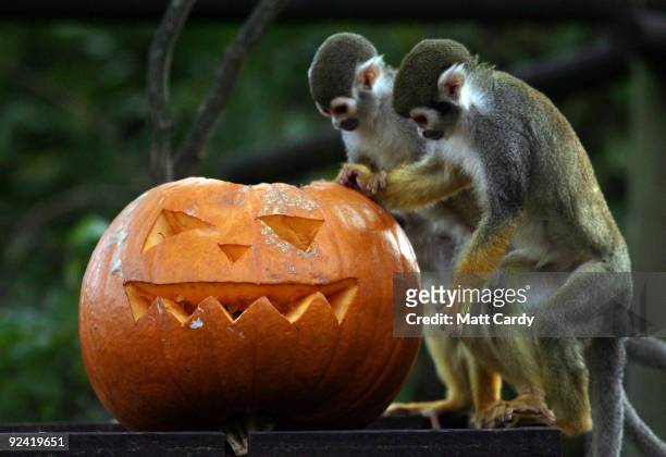 Squirrel monkeys at Bristol Zoo Gardens investigate a special carved pumpkin that has been left as a special Halloween treat in their enclosure on...