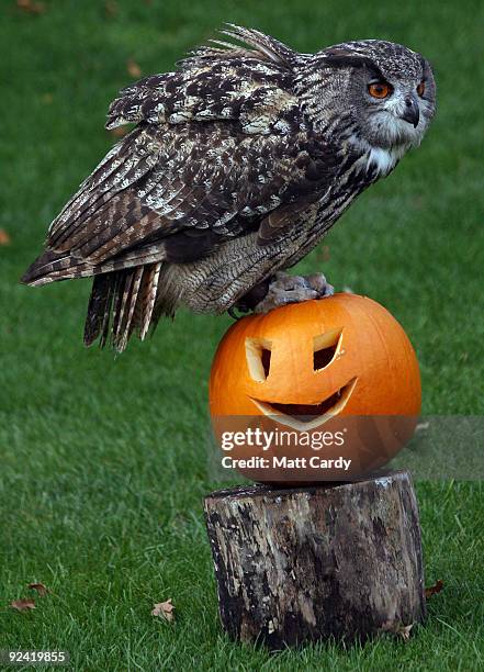 Amy the owl at Bristol Zoo Gardens sits on a special carved pumpkin that has been left as a special Halloween treat on October 28, 2009 in Bristol,...