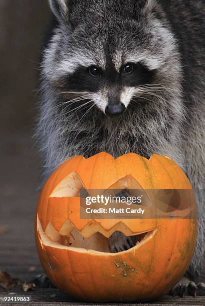 Meeko the racoon at Bristol Zoo Gardens investigates a special carved pumpkin that has been left as a special Halloween treat in his enclosure on...