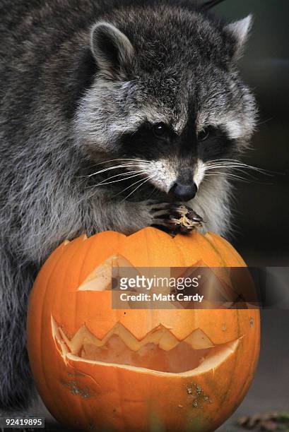 Meeko the racoon at Bristol Zoo Gardens investigates a special carved pumpkin that has been left as a special Halloween treat in his enclosure on...