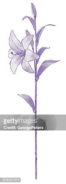 engraving of a single white lily with long stem - long stem flowers stock illustrations