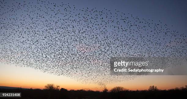 starling murmuration - starling flock stock-fotos und bilder