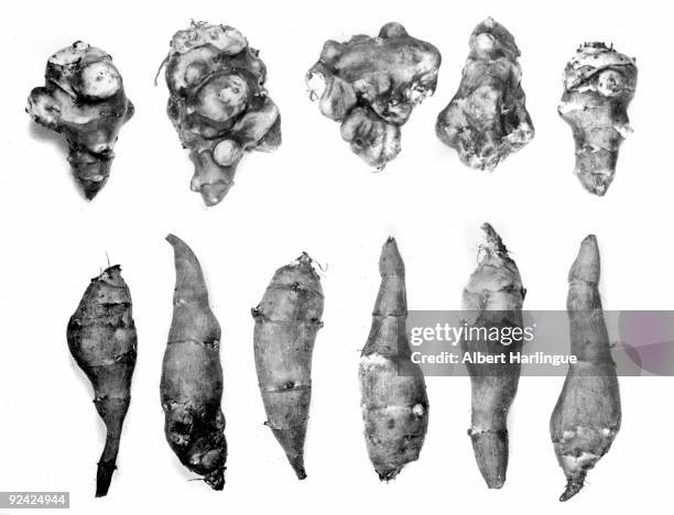 World War II. Life under the Occupation. Ordinary Jerusalem artichokes and others improved by professor Lefevre, produced by intensive farming in...