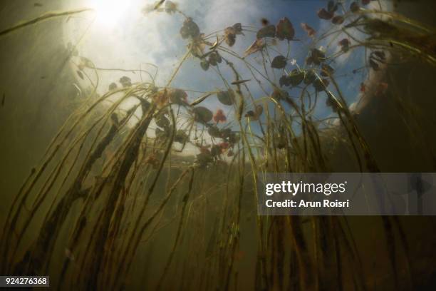 schooling minnows swim through lily pads growing along the shallow edge of a freshwater lake in thailand. - floating lake world stock pictures, royalty-free photos & images