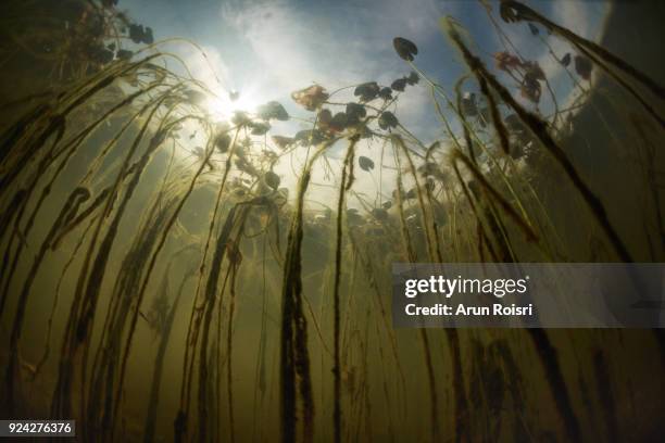 schooling minnows swim through lily pads growing along the shallow edge of a freshwater lake in thailand. - floating lake world stock pictures, royalty-free photos & images