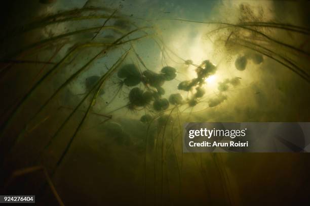 schooling minnows swim through lily pads growing along the shallow edge of a freshwater lake in thailand. - floating lake world stock pictures, royalty-free photos & images