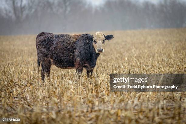 large cow looking at camera - field stubble stock pictures, royalty-free photos & images