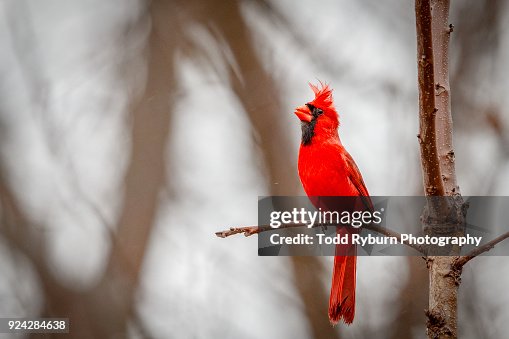 Cardinal Look In Up Cardinal Closeup High-Res Stock Photo - Getty Images