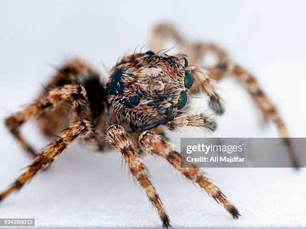 zebra jumping spider - zebra spider stock pictures, royalty-free photos & images