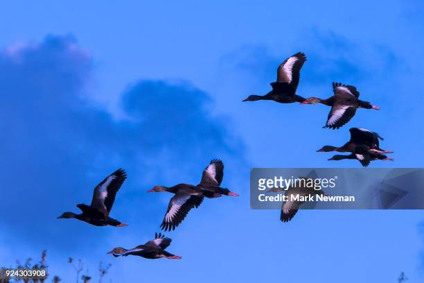 black-bellied whistling duck - dendrocygna stock pictures, royalty-free photos & images