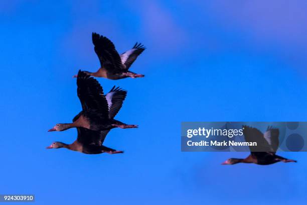 black-bellied whistling duck - dendrocygna stock pictures, royalty-free photos & images