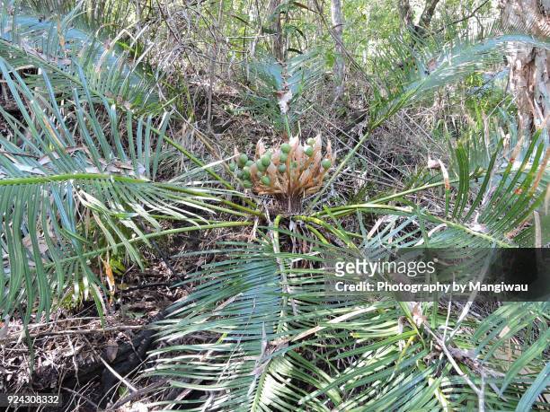 gymnosperm fruit - cycad stock pictures, royalty-free photos & images