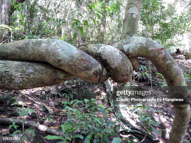 strong vine - dispersal botany fotografías e imágenes de stock