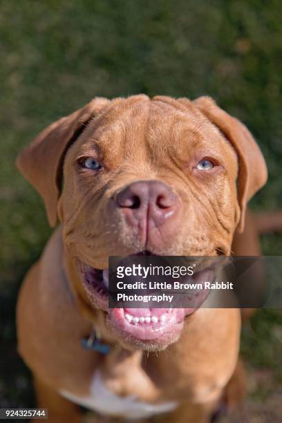 dogue de bordeaux puppy - french mastiff stock pictures, royalty-free photos & images