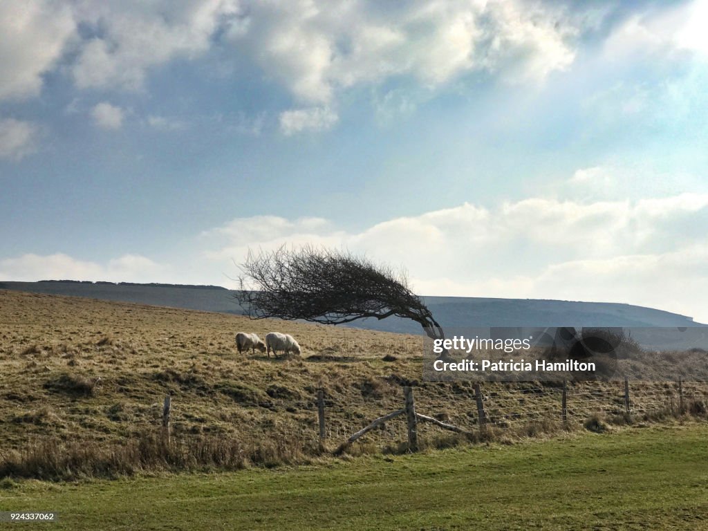 Sheep grazing under a windswept tree, South Downs