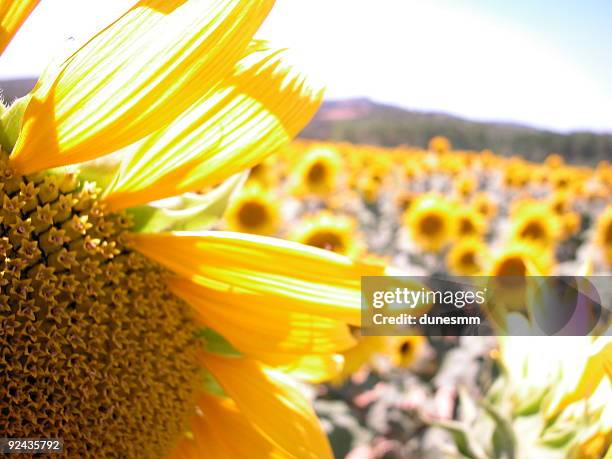 um girassol amarelo brilhante - marcador-de-profundidade - fotografias e filmes do acervo