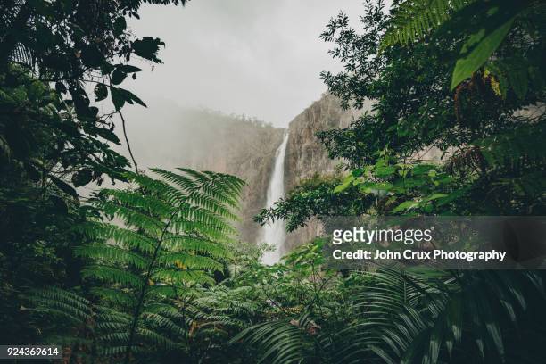 wallaman falls jungle - australian rainforest photos et images de collection