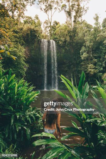 millaa millaa falls - australia rainforest stock pictures, royalty-free photos & images