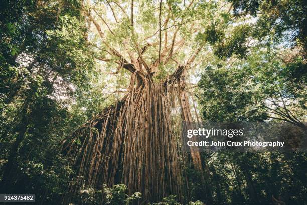curtain fig cairns - queensland rainforest stock pictures, royalty-free photos & images