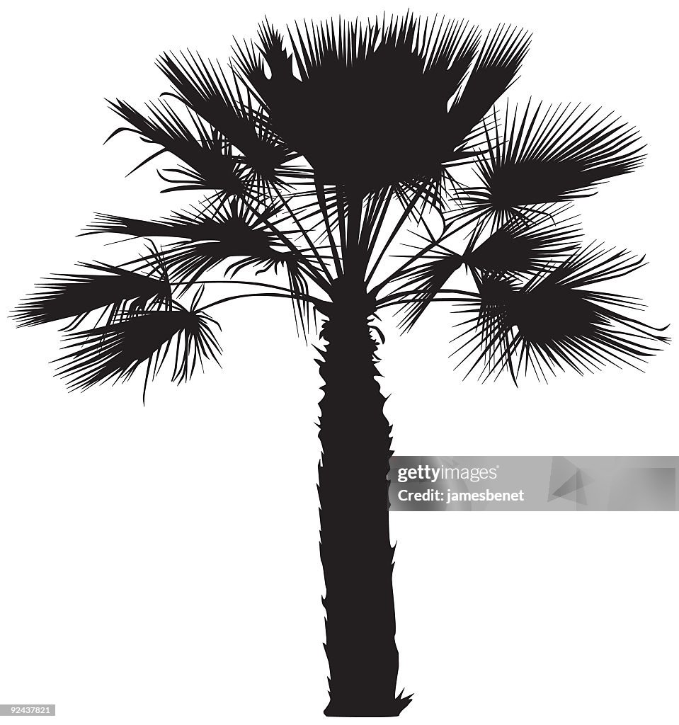 Desert Palm tree (vector)