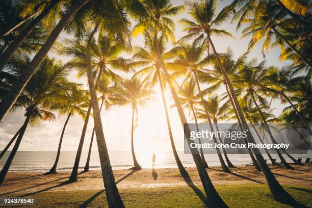 cairns palm tree backpacker - port douglas stock-fotos und bilder