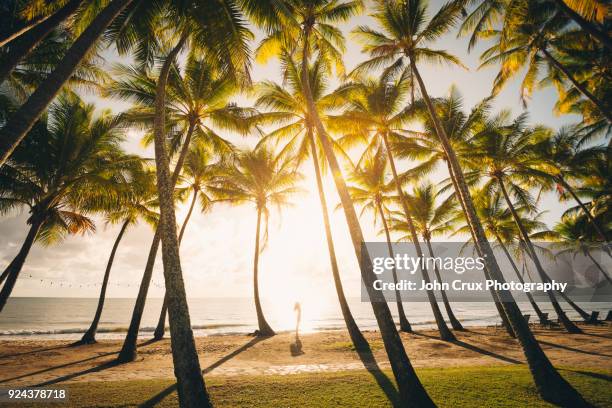 cairns palm tree tourist - cairns australia fotografías e imágenes de stock