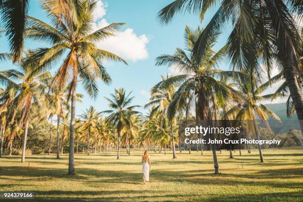 queensland palm tree tourist - cairns australië stockfoto's en -beelden