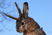 Funny rabbit with antlers