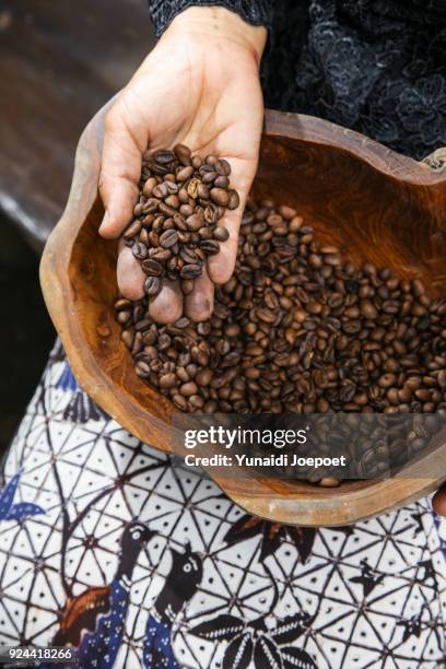 indonesia, local woman holding freshly arabica coffe beans roasted - toraja stock-fotos und bilder