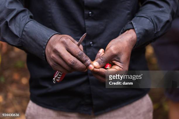black man showing inside of nutmeg. zanzibar, tanzania - africa. - african nutmeg stockfoto's en -beelden