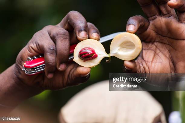 black man showing inside of nutmeg. zanzibar, tanzania - africa. - african nutmeg stockfoto's en -beelden