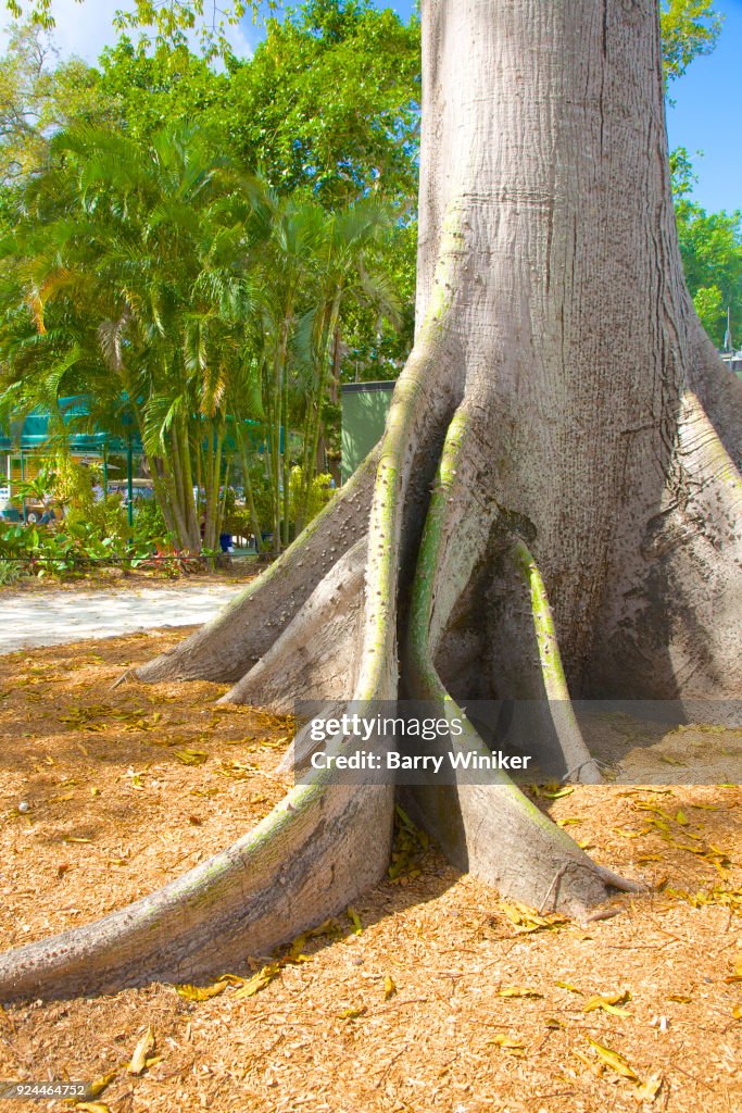 Unusual root system of Kapok tree, with spiky thorns atop large ridges