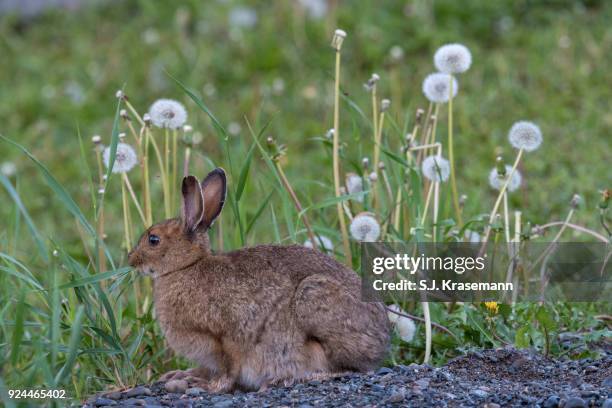 snowshoe hare feeding on grasses.  wood tick embedded in ear. - wood ear stock pictures, royalty-free photos & images