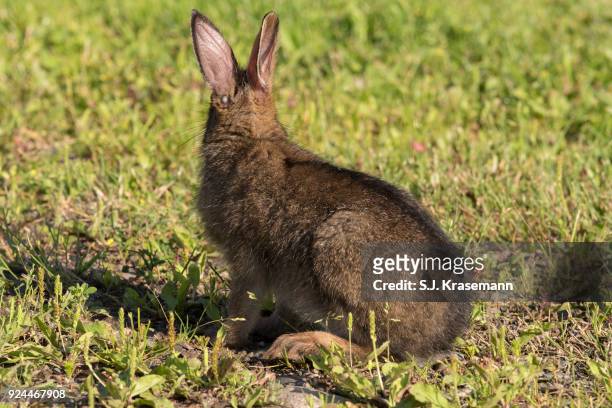 snowshoe hare with engorged, parasitic wood tick on hare's head. - wood tick stock pictures, royalty-free photos & images