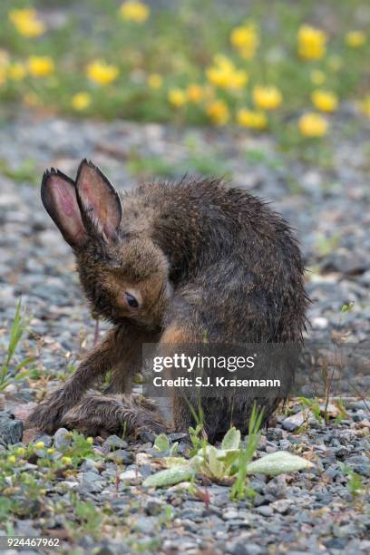 snowshoe hare grooming itself. - wood tick stock pictures, royalty-free photos & images