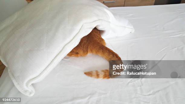 red cat hidden under pillow - cat hiding under bed - fotografias e filmes do acervo