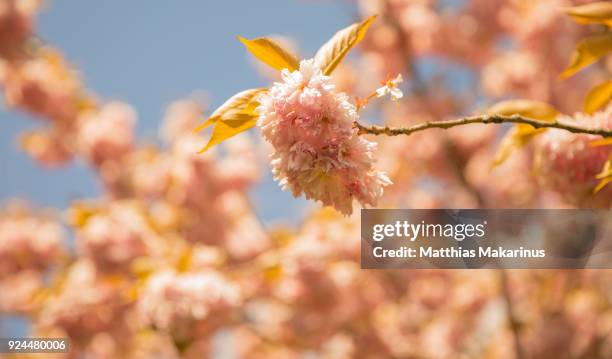 cherry blossom in sunny spring time - makarinus photos et images de collection