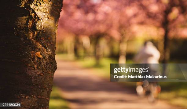 cherry blossom in sunny spring time with a biker in berlin city - makarinus 個照片及圖片檔