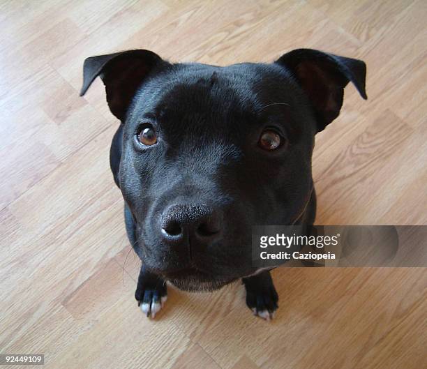 i'm so cute! - with clipping path - staffordshire bull terrier stock pictures, royalty-free photos & images