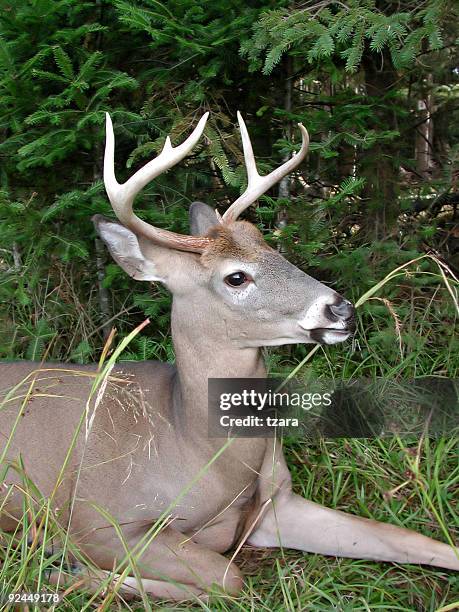 schöne deer - white tail buck stock-fotos und bilder