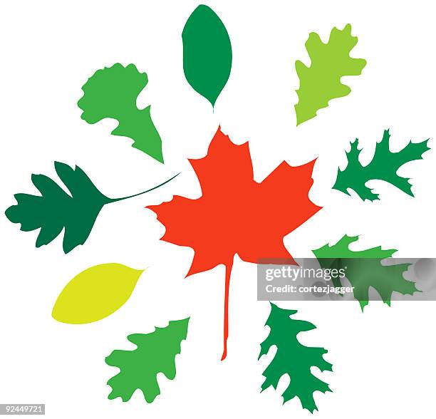 more leaves (vector illustrations) - ash tree stock illustrations