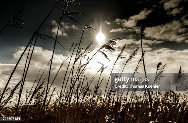 Glowe, Germany Landscape shot at Glowe on the island Ruegen with grasses on February 05, 2018 in Glowe, Germany.