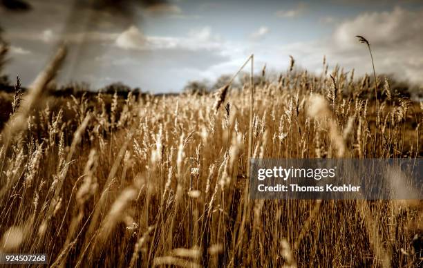 Glowe, Germany Landscape shot at Glowe on the island Ruegen with grasses on February 05, 2018 in Glowe, Germany.